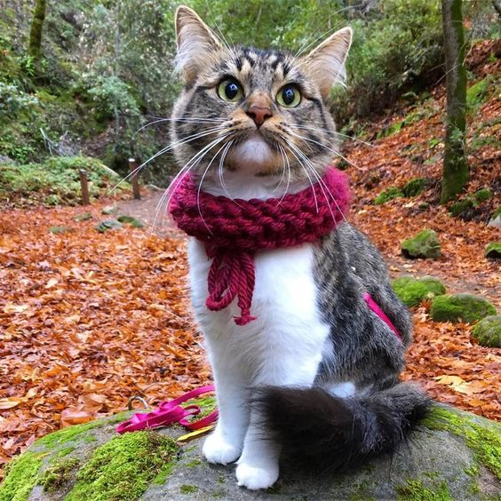 Прикольных котов пост