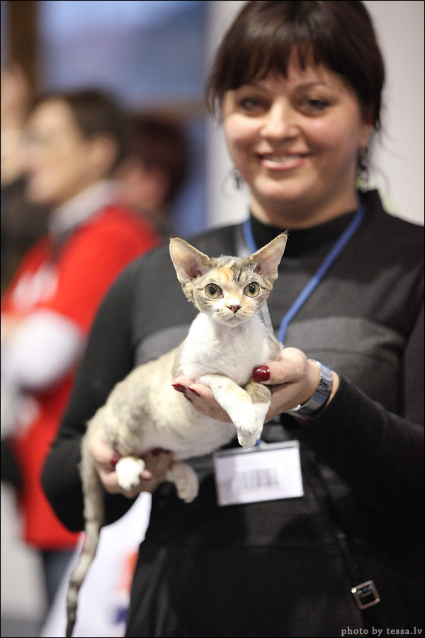 Котовторник! 08.11.11