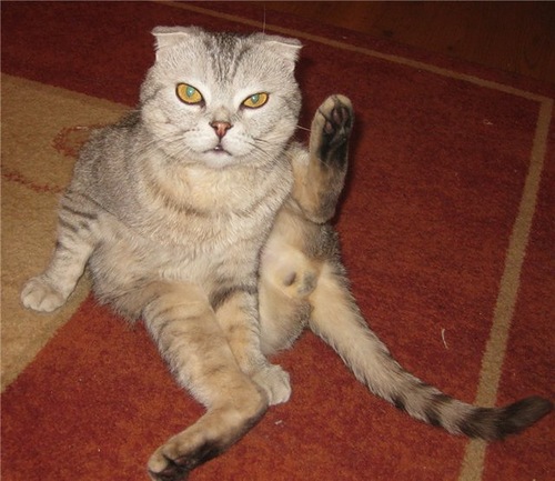 Котовторник (10.01.2012)