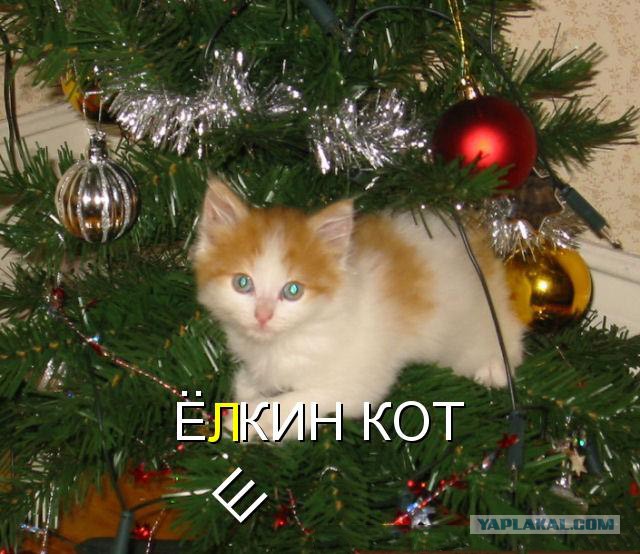 Котовторник 18.12.2018