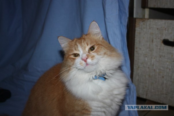 Котовторник! 13.03.2012