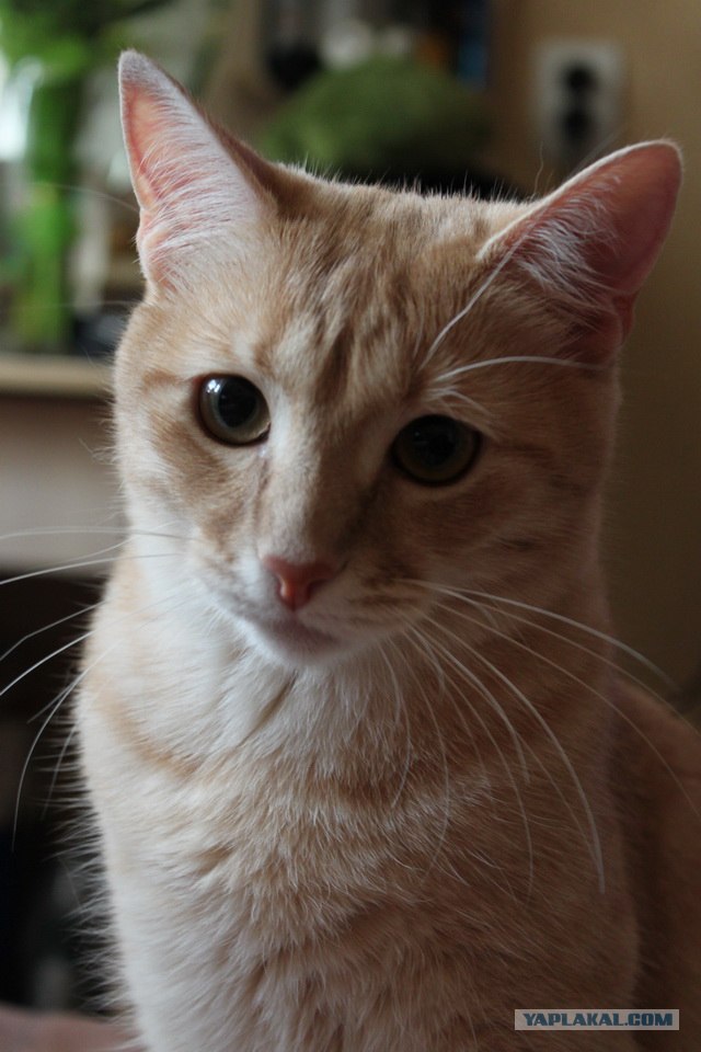 Котовторник 10. 07. 2012