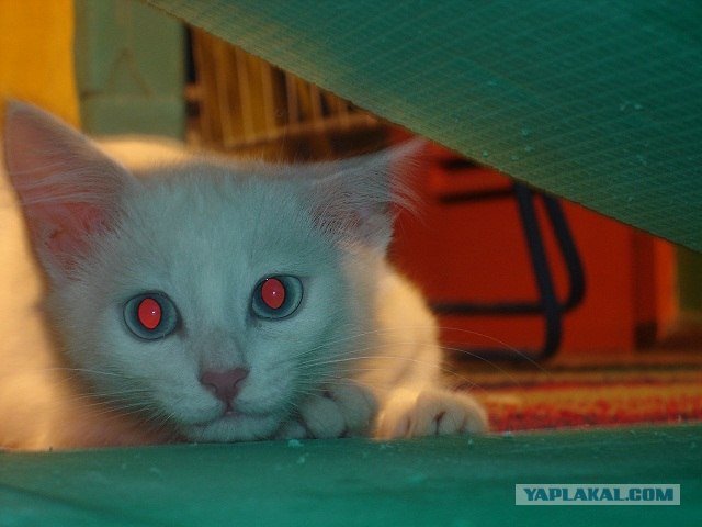 Котовторник 24.07.2012