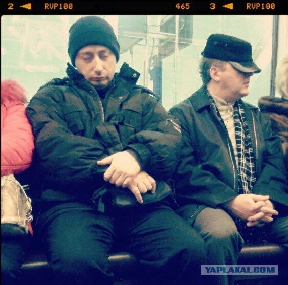 Кошка Люси Лью