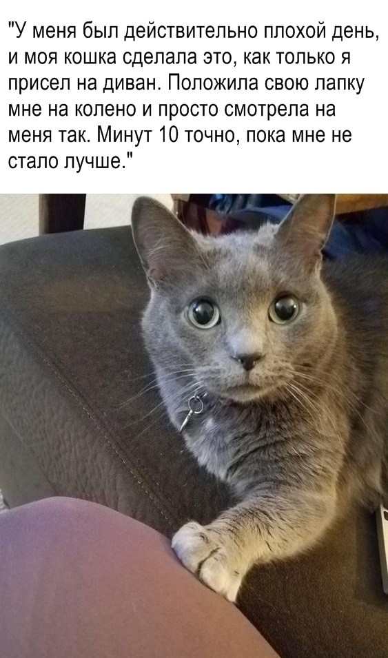 Забавные фото котеек
