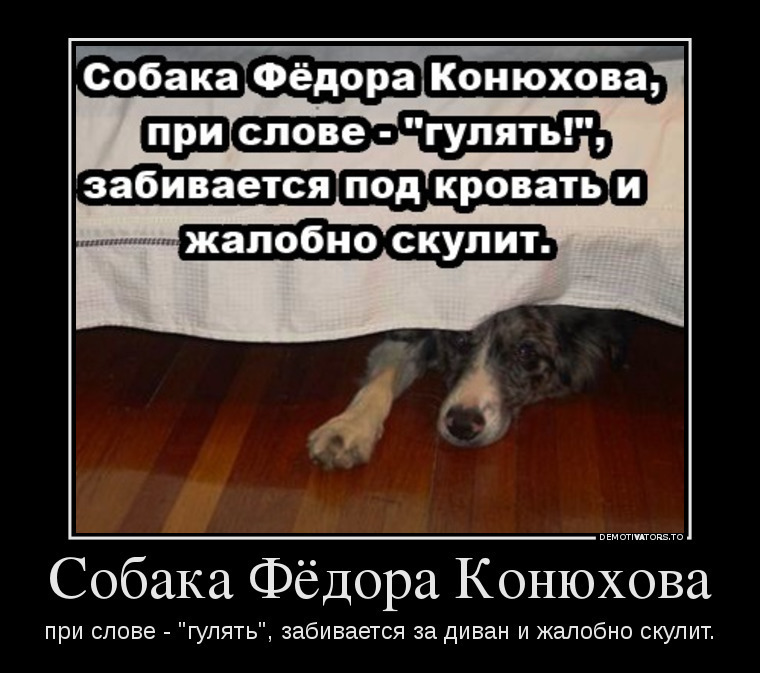 Конюхов хули дома. Собака Конюхова боится фразы. Собака Конюхова. Анекдоты про собак.