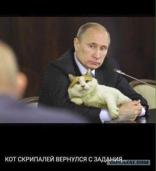 Коты-буддисты