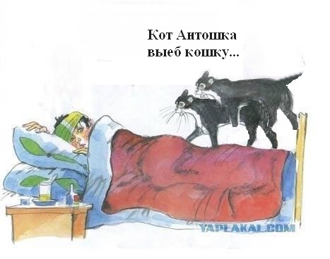 Кот, Антошка и порошок