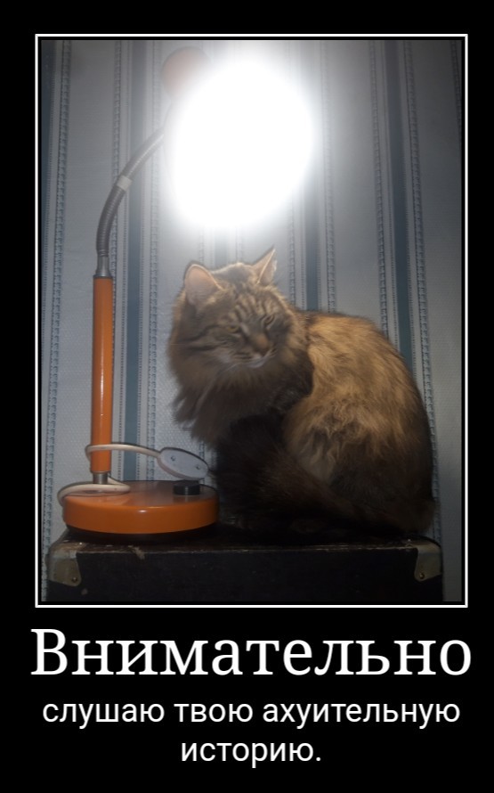 Котовторнику быть