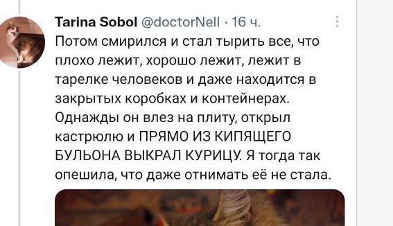 Про кота Марфу