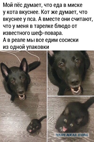 Картинки и мемы, всем хороших выходных
