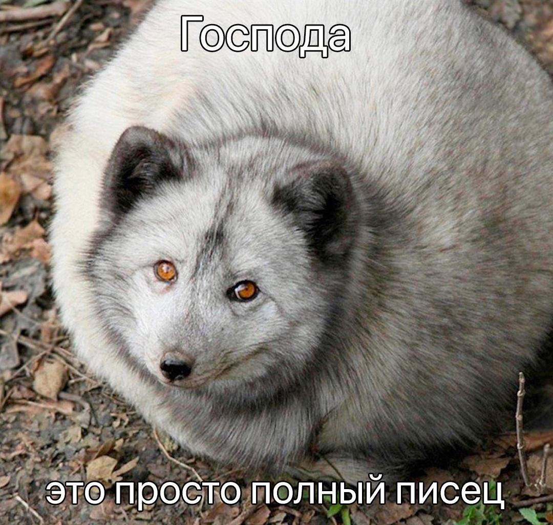 Черный писец