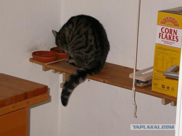 Кошки и вирус иммунодефицита