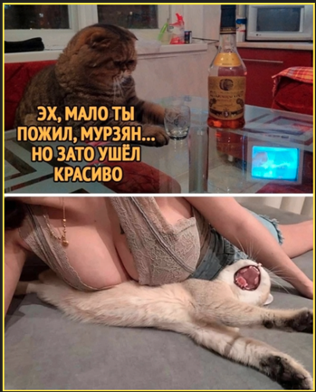 К котовторнику: подборка картинок-баянов с котиками и про котиков. Выпуск 3.