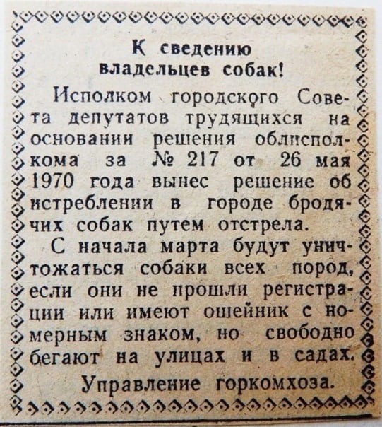 Опасность одичалых бродячих собак