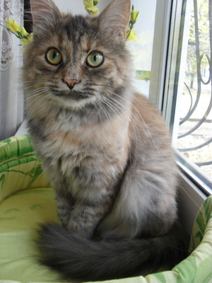 Котовторник 25.06.2013