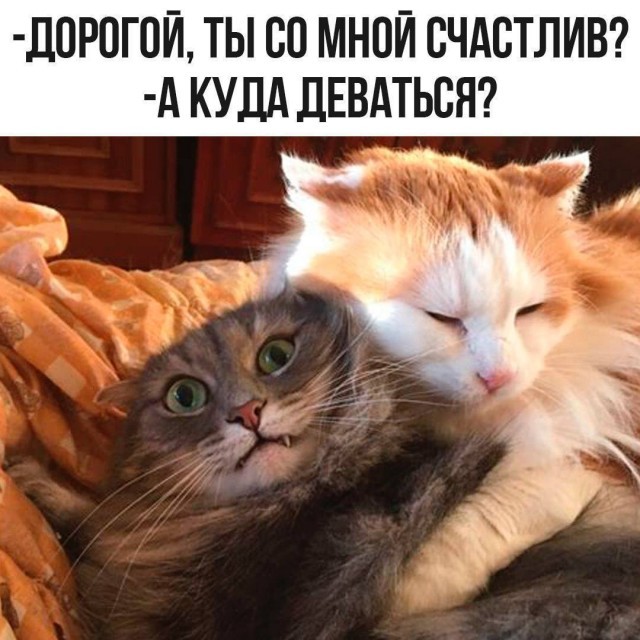 Подборка картинок-баянов с котиками и про котиков. Выпуск 34.