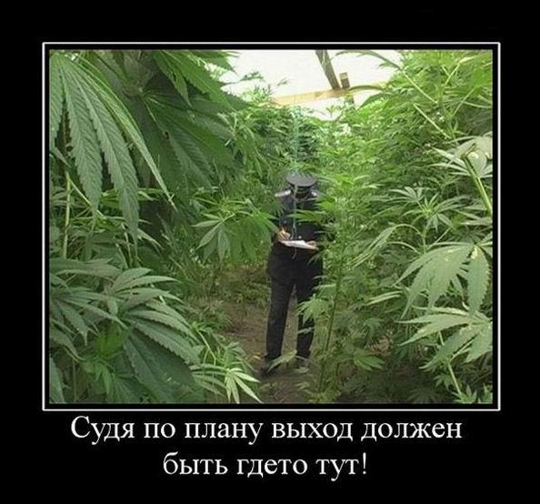 Веселые соседи