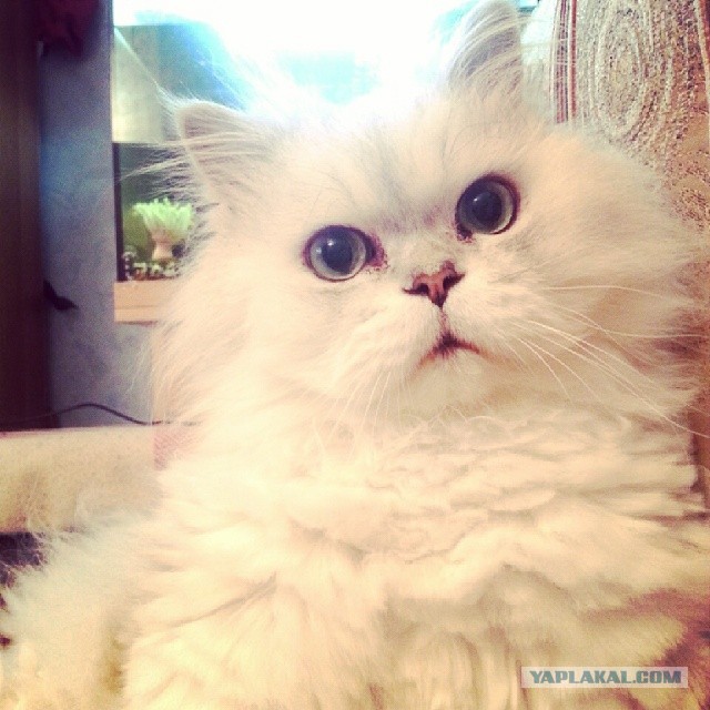 Котовторник 27.5.2014