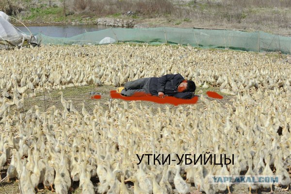 Окружили!