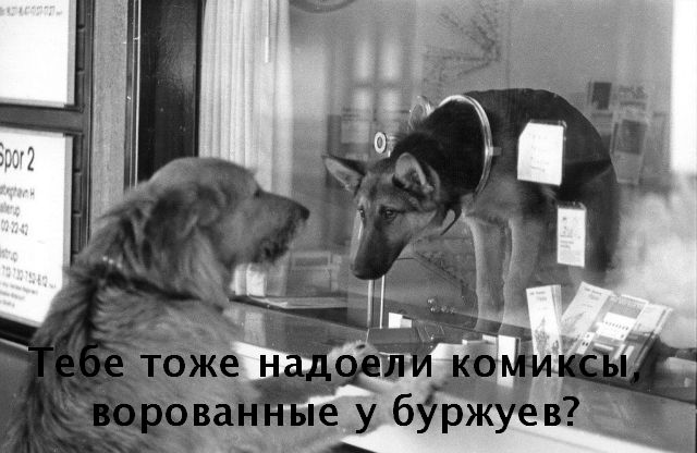 Котэ, иди сюда