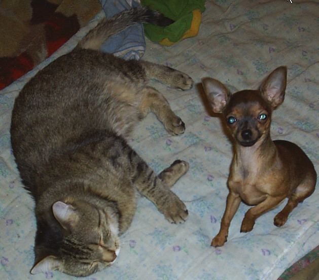 Котовторник 2.12.14