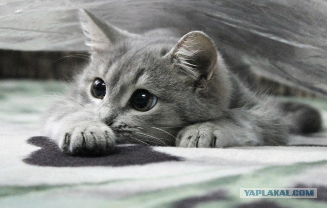 Коты, как многогранные личности