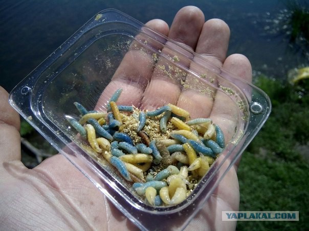 Вечеринка в Киеве, Украина = ИГИЛ
