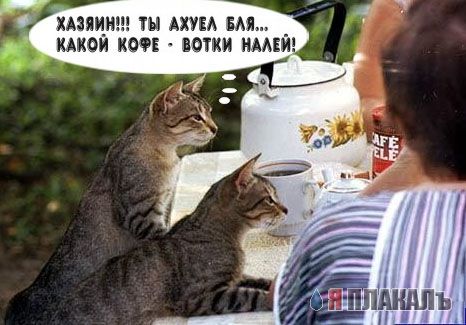 Коты, кошки, котята