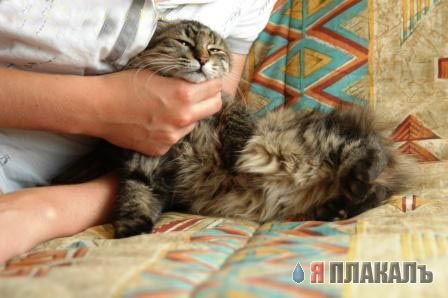 Коты, кошки, котята