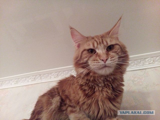 Котовторник 26.01.2016