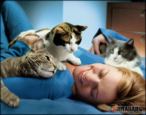 Коты, кошки, котята