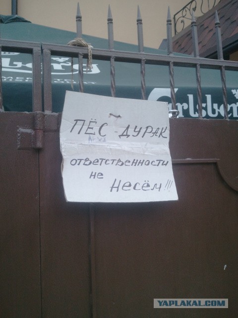 Все смешалось: люди, панды..