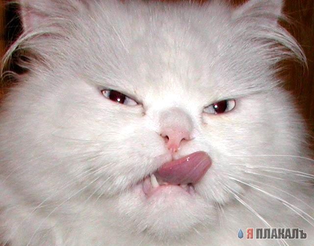 Коты, кошки, котята