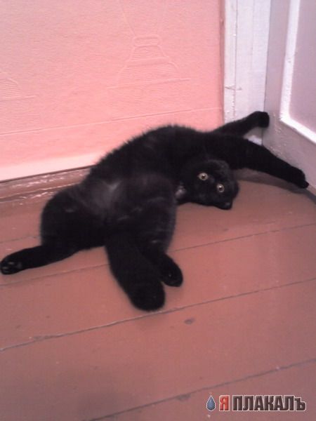 Коты, кошки, котята