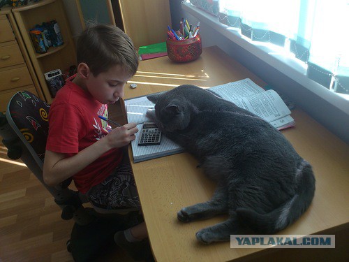 Котовторник 15.03