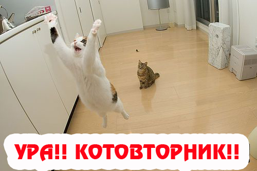 Вторник! Кашаки!