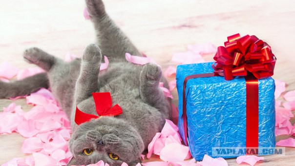 Кото-вторник 24 Мая 2016го :)