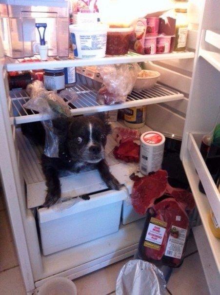 Прикольные животные