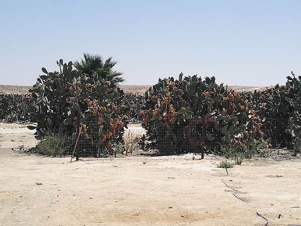 Как правильно есть кактусы + ловля карася в пустыне