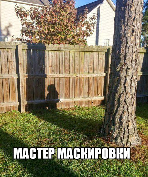 Весёлые картинки