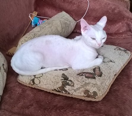 Мой кот. Это нормально?