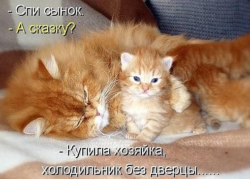 Коты и Кошки