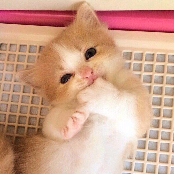 Коты и Кошки