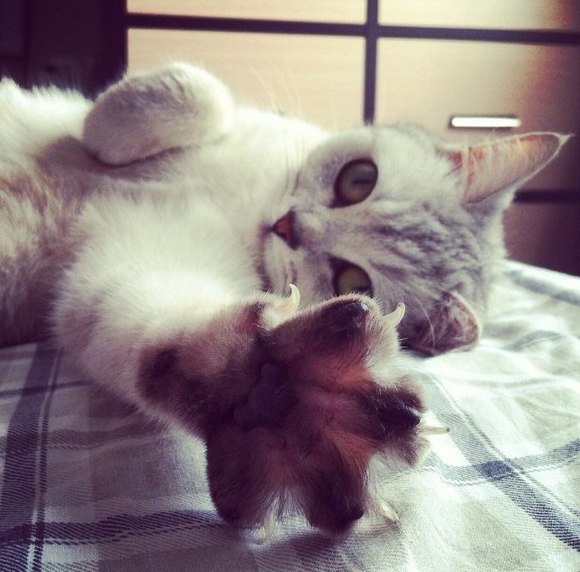 Коты и Кошки