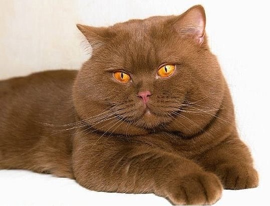 Коты и Кошки