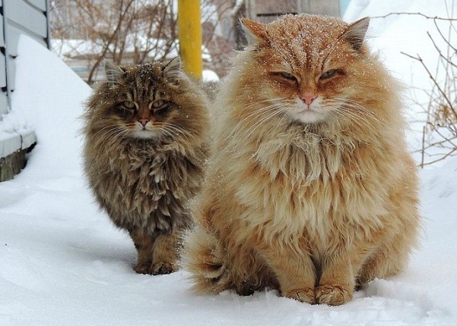 Котовторник