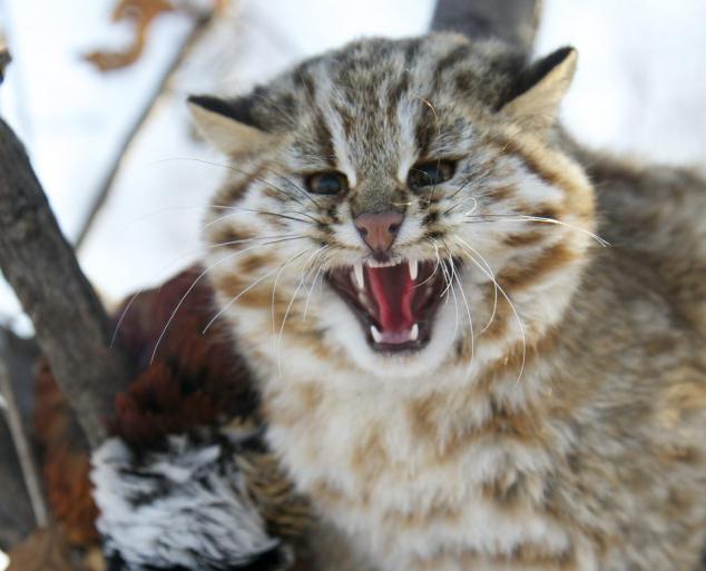 Дальневосточный лесной кот повадился охотиться на кур и попал в капкан, но люди поступили неожиданно…