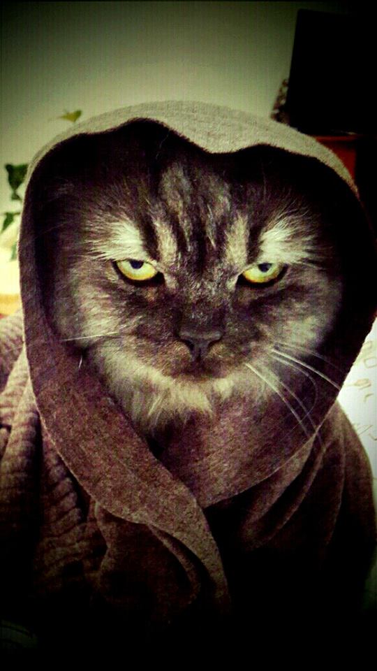 Котовторник 9.01.2018