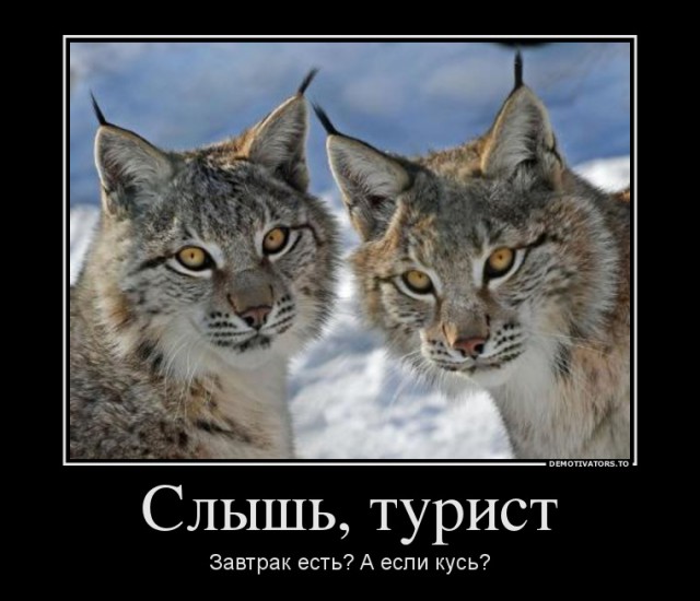 Краткое введение в основы рысеведения